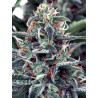 WHITE WIDOW · Ministry of Cannabis · semillas de marihuana · Fem