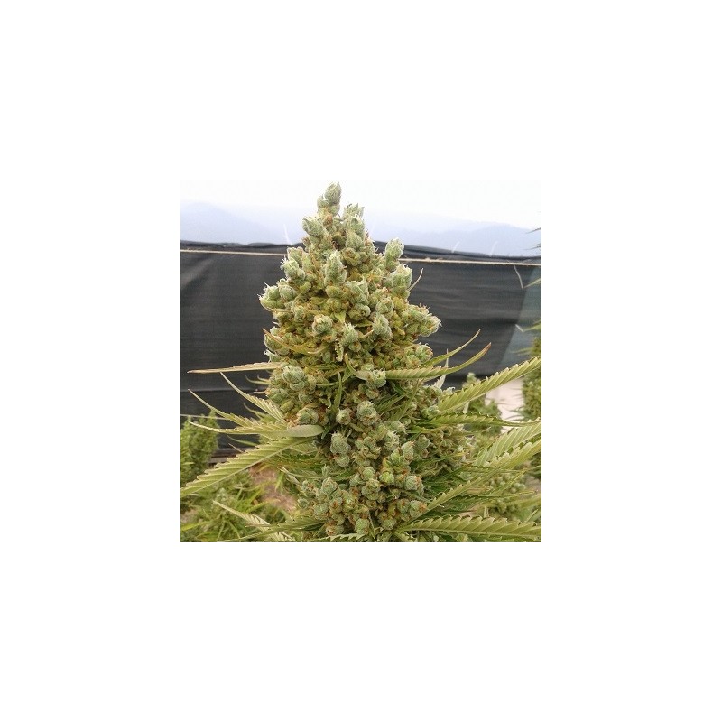 Auto Malawi x Northern Lights · Ace Seeds · cannabis seeds · Auto Fem