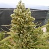 Auto Malawi x Northern Lights · Ace Seeds · cannabis seeds · Auto Fem