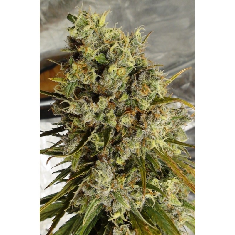C5 HAZE X KALI CHINA · Ace Seeds · semi di canapa · Fem