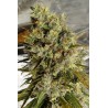 C5 HAZE X KALI CHINA · Ace Seeds · semi di canapa · Fem
