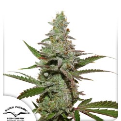 AMSTERDAM AMNESIA · Dutch Passion · semillas de marihuana · Fem