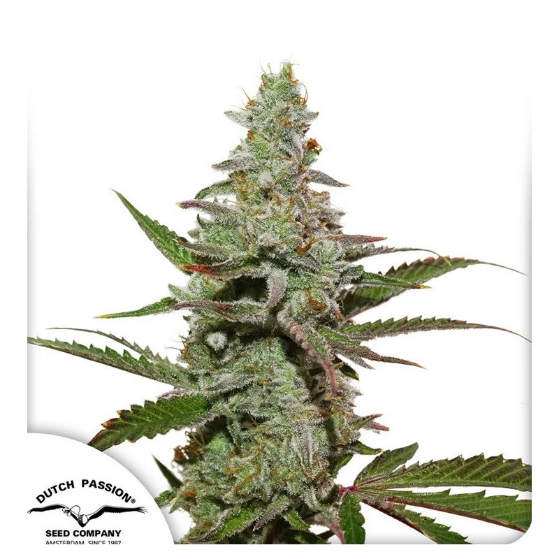 AMSTERDAM AMNESIA · Dutch Passion · semillas de marihuana · Fem