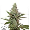 AMSTERDAM AMNESIA · semi di canapa indiana · Fem