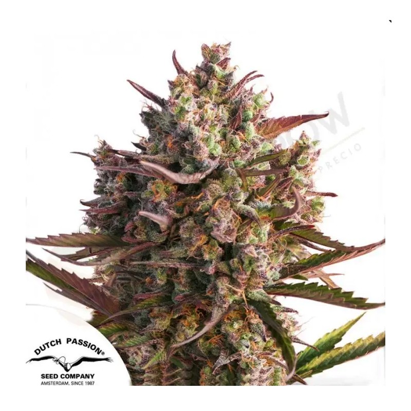 AUTO BLUEBERRY · Dutch Passion · semillas de marihuana · AutoFem
