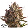 AUTO BLUEBERRY · Dutch Passion · semillas de marihuana · AutoFem