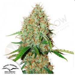 AUTO BROOKLYN SUNRISE · Dutch Passion · cannabis seeds · Auto Fem