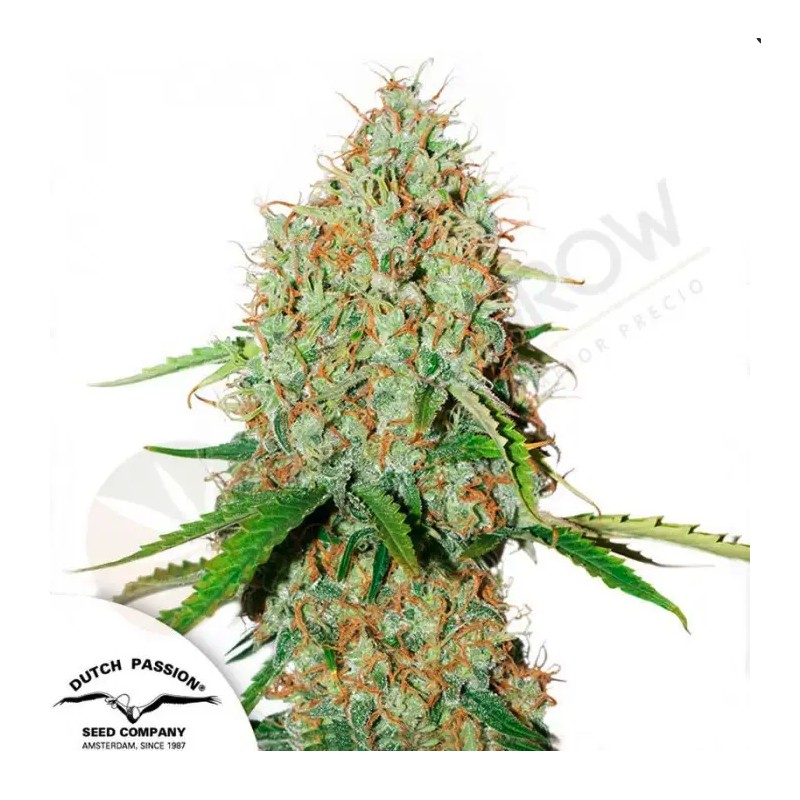 AUTO BROOKLYN SUNRISE · Dutch Passion · semi di canapa · Auto Fem