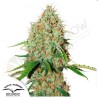 AUTO BROOKLYN SUNRISE · Dutch Passion · semillas de marihuana · Auto Fem