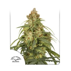 AUTO CBD-VICTORY · Dutch Passion · cannabis seeds · Auto Fem
