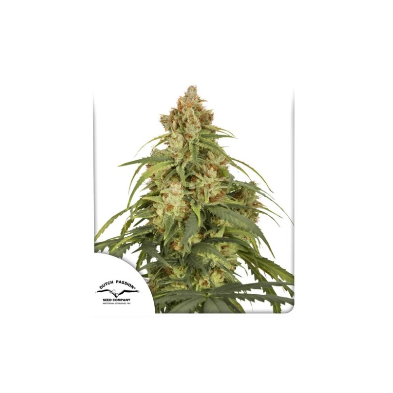AUTO CBD-VICTORY · Dutch Passion · cannabis seeds · Auto Fem