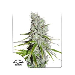 CBD SKUNKHAZE · Dutch Passion · cannabis seeds · Fem
