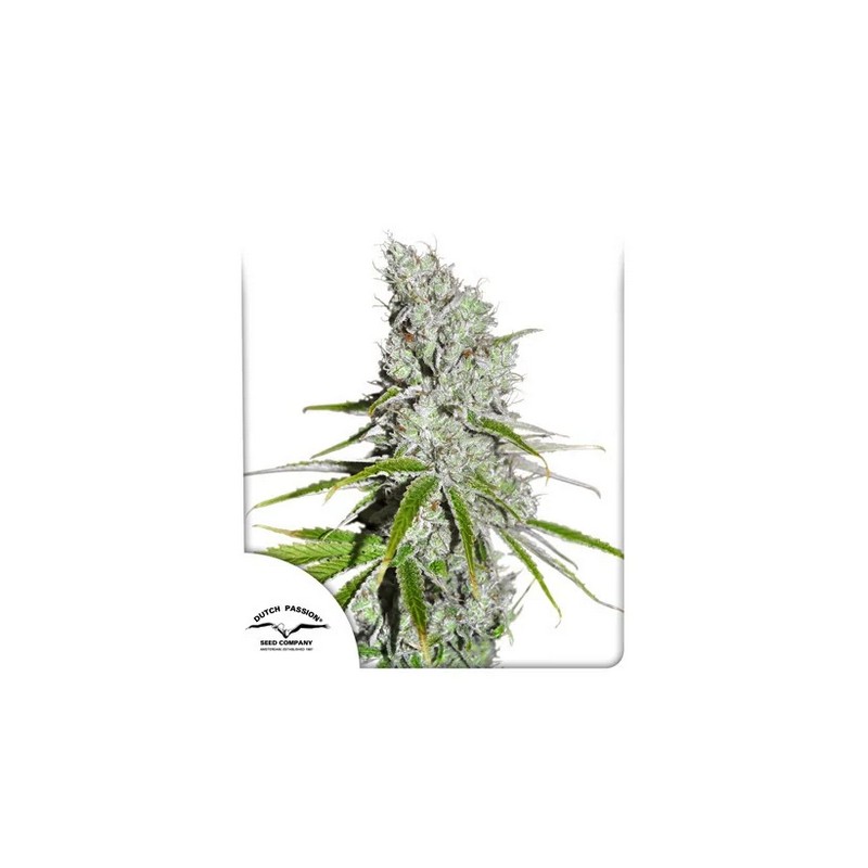 CBD SKUNKHAZE · Dutch Passion · cannabis seeds · Fem