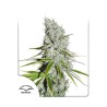 CBD SKUNKHAZE · Dutch Passion · semi di canapa · Fem