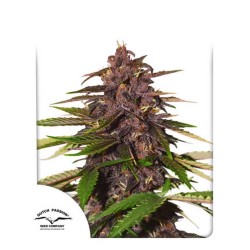 AUTO FORBIDDEN CHERRY · Dutch Passion · semillas de marihuana · Auto Fem