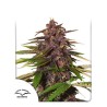 AUTO FORBIDDEN CHERRY · Dutch Passion · semillas de marihuana · Auto Fem