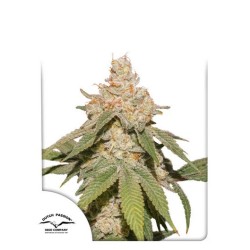 AUTO SFV OG · Dutch Passion · semi di canapa · Auto Fem