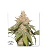 AUTO SFV OG · Dutch Passion · semi di canapa · Auto Fem