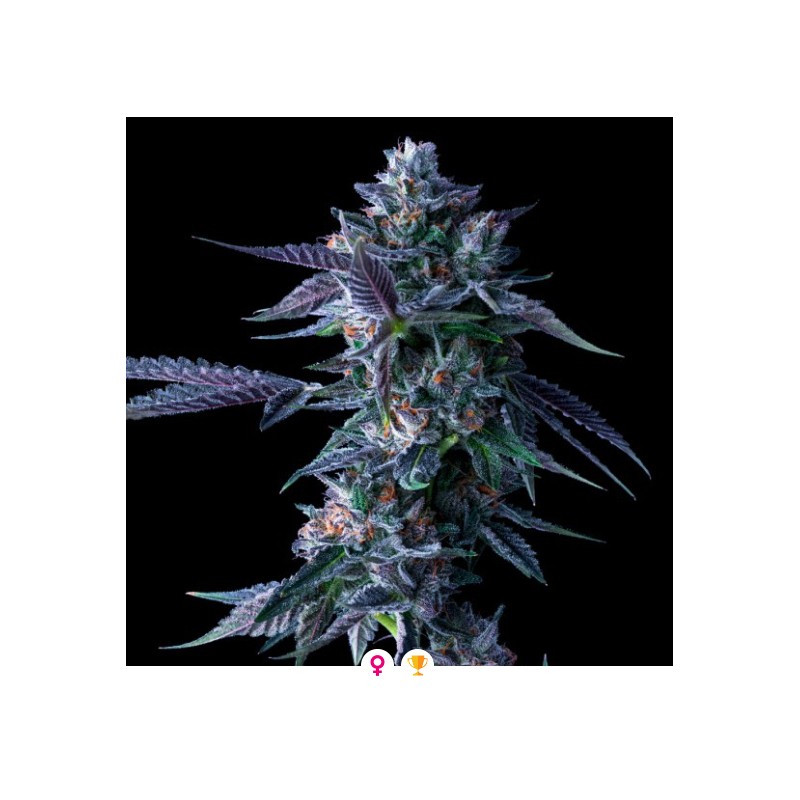 CHOCOLOPE · DNA Genetics · semillas de marihuana · Fem