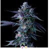 CHOCOLOPE · DNA Genetics · semi di canapa indiana · Fem