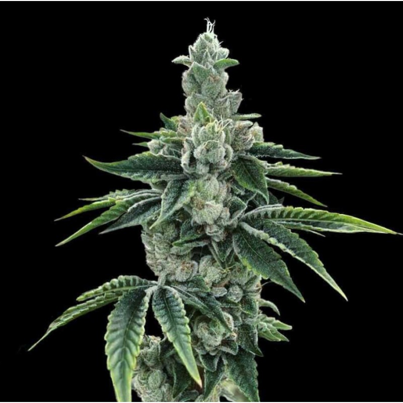 RECON 2.0 · DNA Genetics · semillas de marihuana · Fem