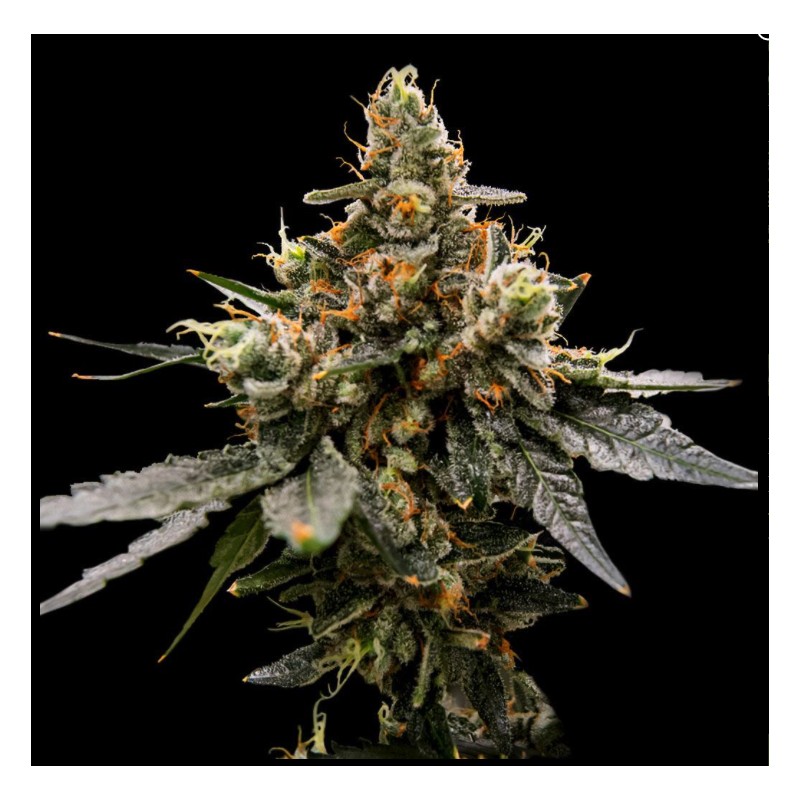 GAZ MONEY · DNA Genetics · semi di canapa indiana · Fem