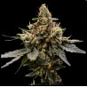 GAZ MONEY · DNA Genetics · semi di canapa indiana · Fem