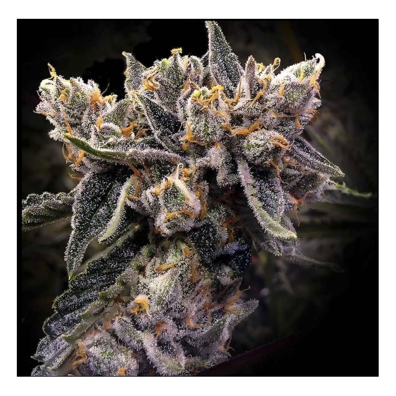 BRUISED BANANA · DNA Genetics · semillas de marihuana · Fem