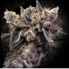 BRUISED BANANA · DNA Genetics · semillas de marihuana · Fem