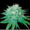 THE STINKING ROSE · DNA Genetics · semillas de marihuana · Fem
