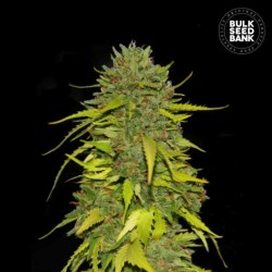 AK · Bulk Seed Bank · semillas de marihuana · Fem