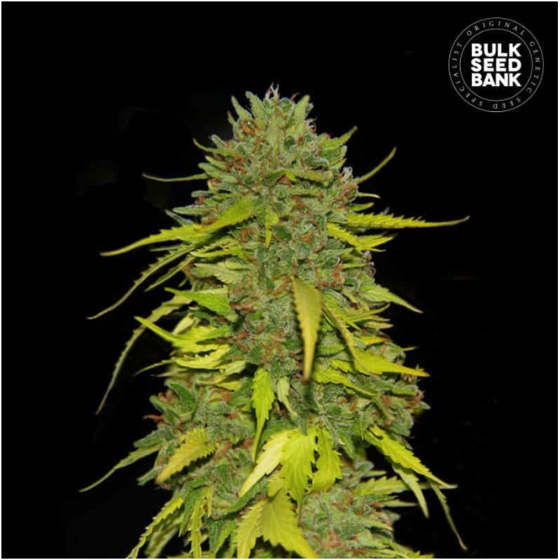 AK · Bulk Seed Bank · semillas de marihuana · Fem