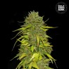 AK · Bulk Seed Bank · semi di canapa · Fem