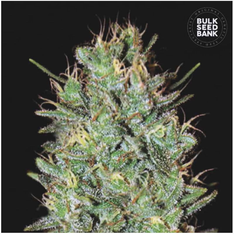 AMNESIA HAZE · Bulk Seed Bank · semillas de marihuana · Fem