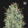 AMNESIA HAZE · Bulk Seed Bank · semillas de marihuana · Fem