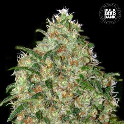 AMNESIA PLATINUM · Bulk Seed Bank · semillas de marihuana · Fem
