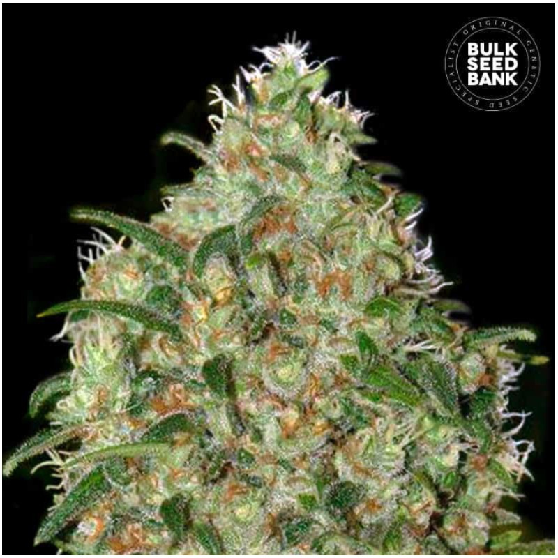 AMNESIA PLATINUM · Bulk Seed Bank · semi di canapa · Fem