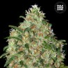 AMNESIA PLATINUM · Bulk Seed Bank · cannabis seeds · Fem