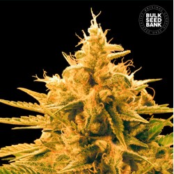 ANANAS FUNK · Bulk Seed Bank · semi di canapa · Fem