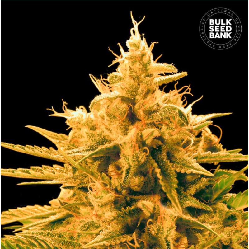 ANANAS FUNK · Bulk Seed Bank · semillas de marihuana · Fem