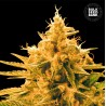 ANANAS FUNK · Bulk Seed Bank · semillas de marihuana · Fem