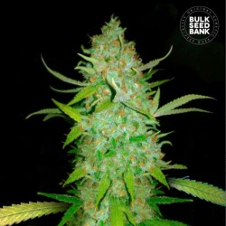 AUTO AK · Bulk Seed Bank · semi di canapa · Auto Fem