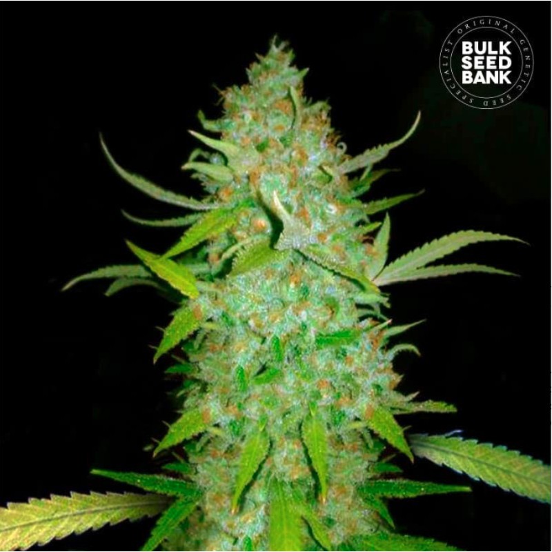 AUTO AK · Bulk Seed Bank · cannabis seeds · Auto Fem