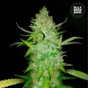 AUTO AK · Bulk Seed Bank · cannabis seeds · Auto Fem