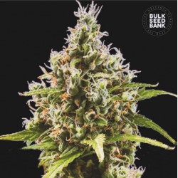 AUTO AMNESIA HAZE · Bulk Seed Bank · semi di canapa · Auto Fem