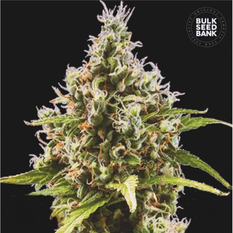 AUTO AMNESIA HAZE · Bulk Seed Bank · cannabis seeds · Auto Fem