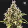 AUTO AMNESIA HAZE · Bulk Seed Bank · semillas de marihuana · Auto Fem
