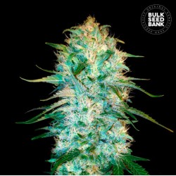 AUTO AMNESIA PLATINUM · Bulk Seed Bank · semi di canapa · Auto Fem