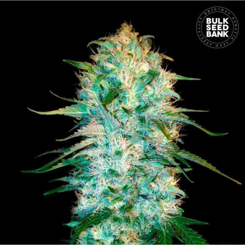 AUTO AMNESIA PLATINUM · Bulk Seed Bank · cannabis seeds · Auto Fem
