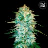 AUTO AMNESIA PLATINUM · Bulk Seed Bank · cannabis seeds · Auto Fem